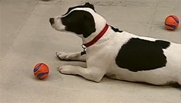 Por que é hora de parar com essa história de animais que fazem previsões