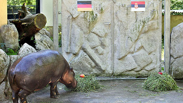 O zool&oacute;gico de Chemnitz tentou tr&ecirc;s animais diferentes e errou com todos