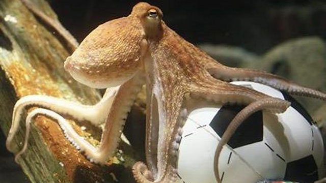 Conhe&ccedil;a animais videntes que n&atilde;o s&atilde;o t&atilde;o bons assim