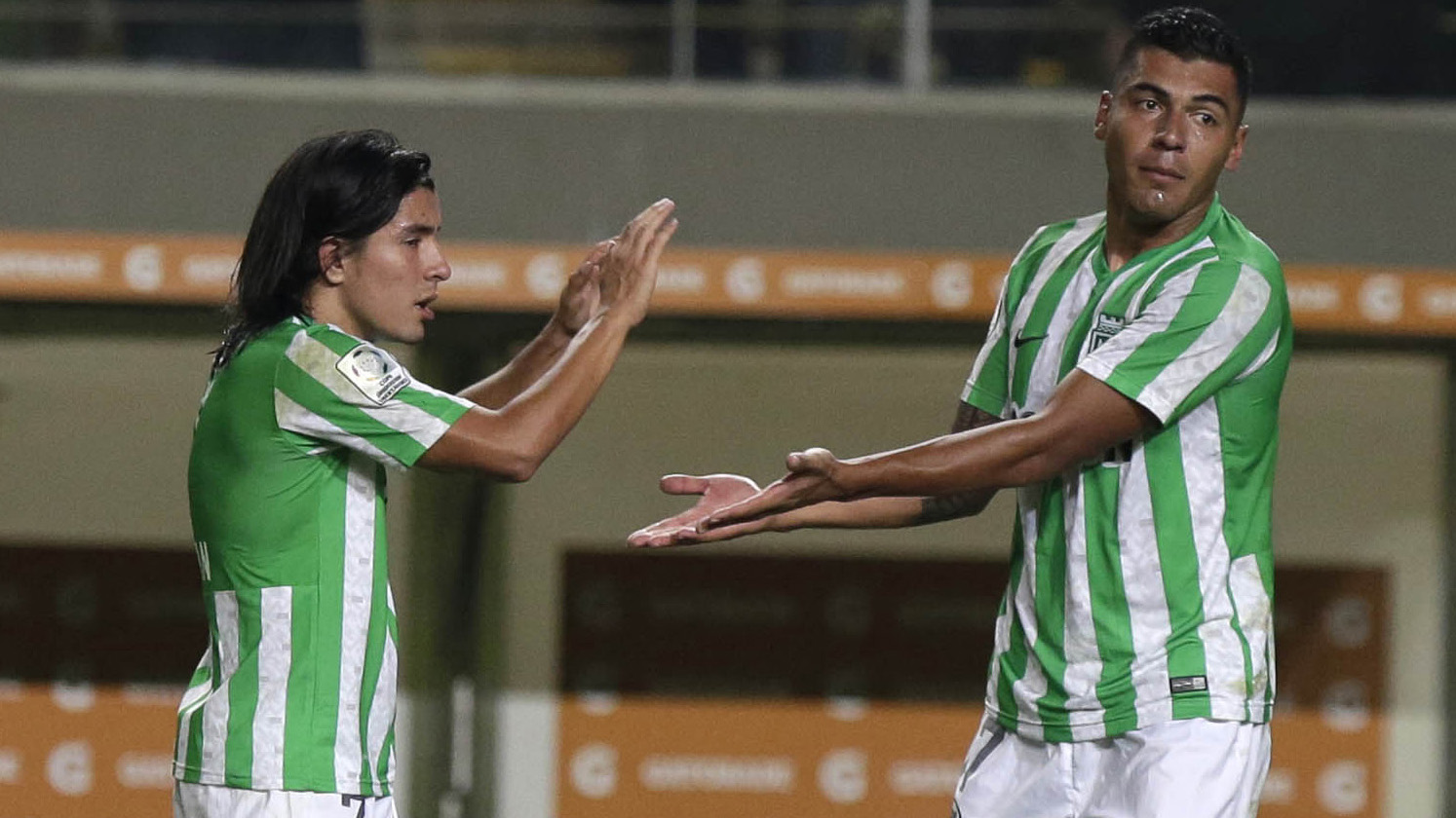 Verdolagas prolongam seu reinado na Colômbia