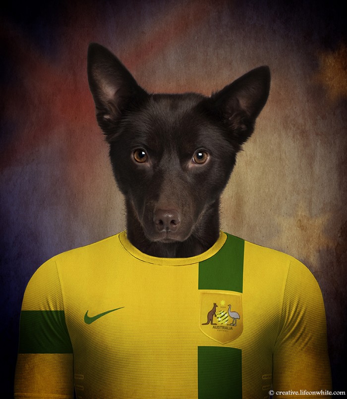 Austr&aacute;lia: Kelpie australiano