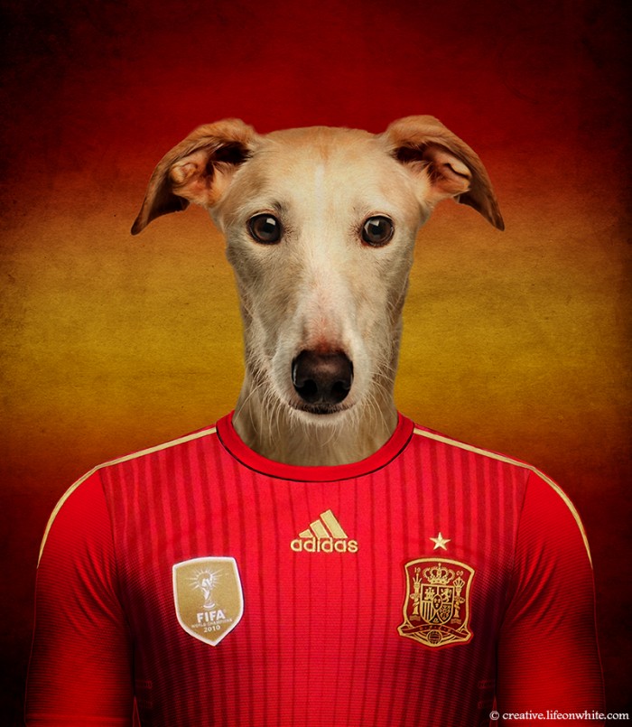 Espanha: Galgo espanhol