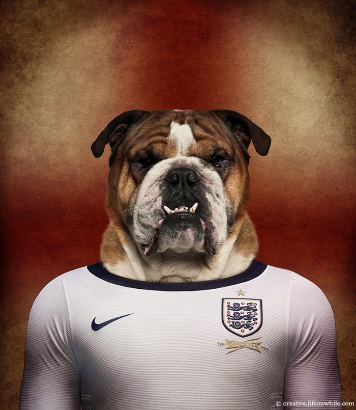 Inglaterra: Buldogue ingl&ecirc;s
