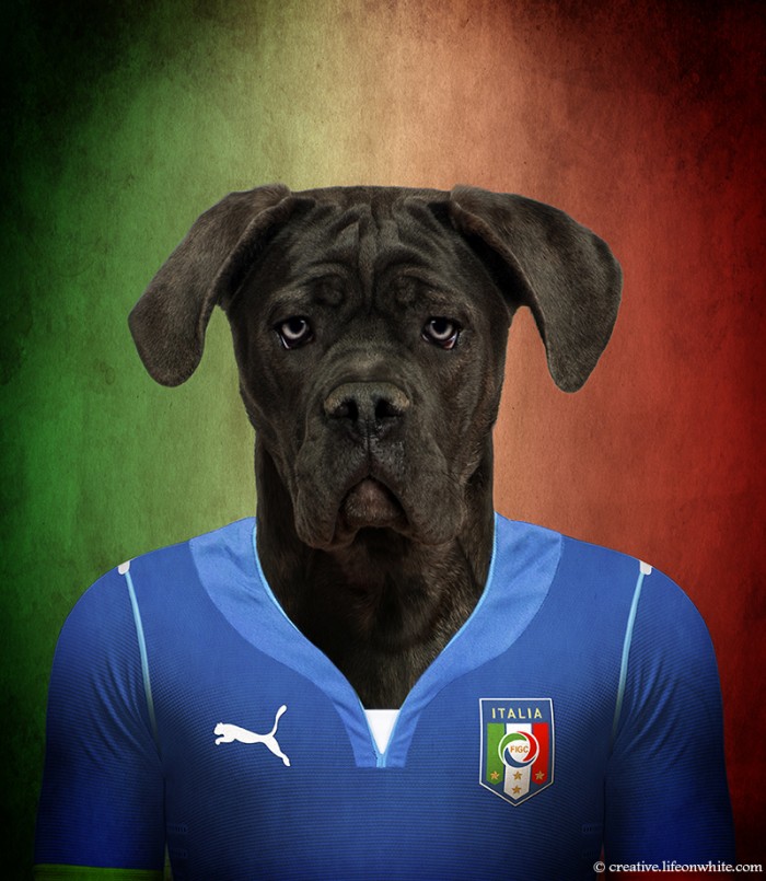It&aacute;lia: Cane Corso