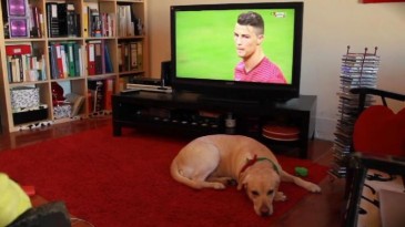 O torcedor mais frustrado pelo adeus de Portugal foi este cãozinho