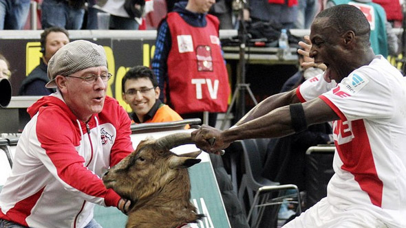 Anthony Ujah ficou empolgado demais com seu gol e quem sofreu foi a cabra