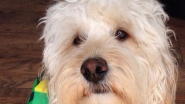 Freddie comeu os ingressos de um torcedor do Norwich para a final dos playoffs da segundona