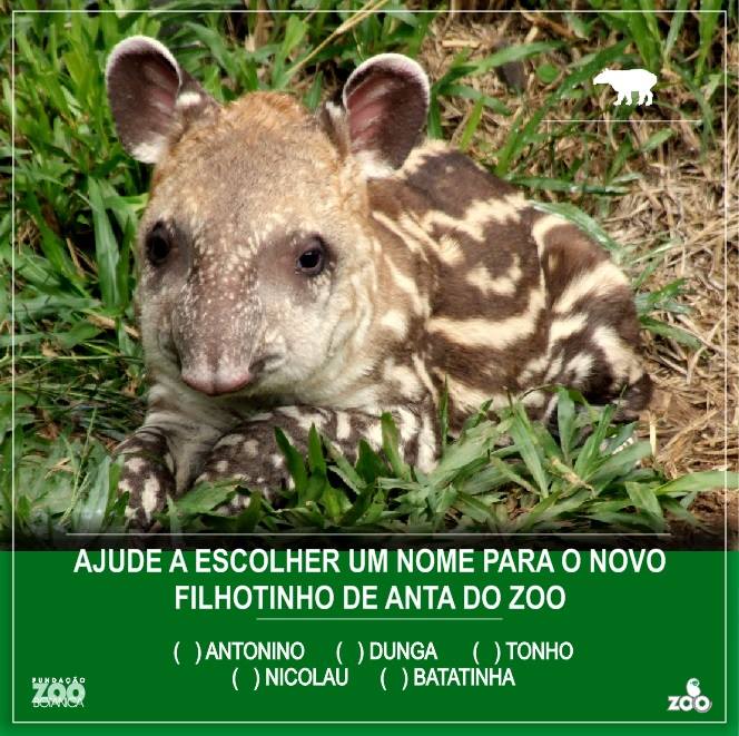 Concurso do zool&oacute;gico de Porto Alegre