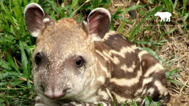 Zool&oacute;gico de Porto Alegre sugeriu o nome de Dunga para filhote de anta