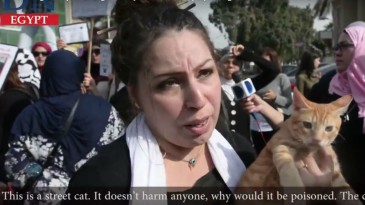 Defensores dos animais protestam contra o Al Ahly, acusado de ter envenenado 100 gatos