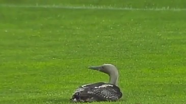 [Vídeo] Pato rouba a cena em jogo do Campeonato Búlgaro. Não, não o jogador