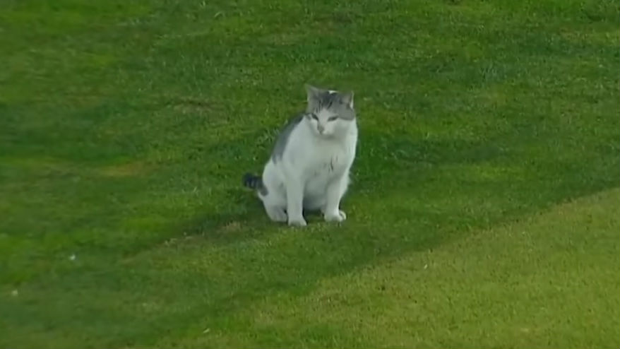 Jogo do Pachuca &eacute; paralisado pelas invas&otilde;es de um cachorro e de um gato