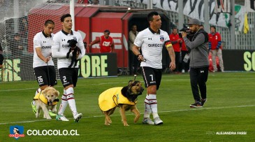 Para incentivar a adoção de animais, Colo-Colo entrou em campo acompanhado por cãezinhos