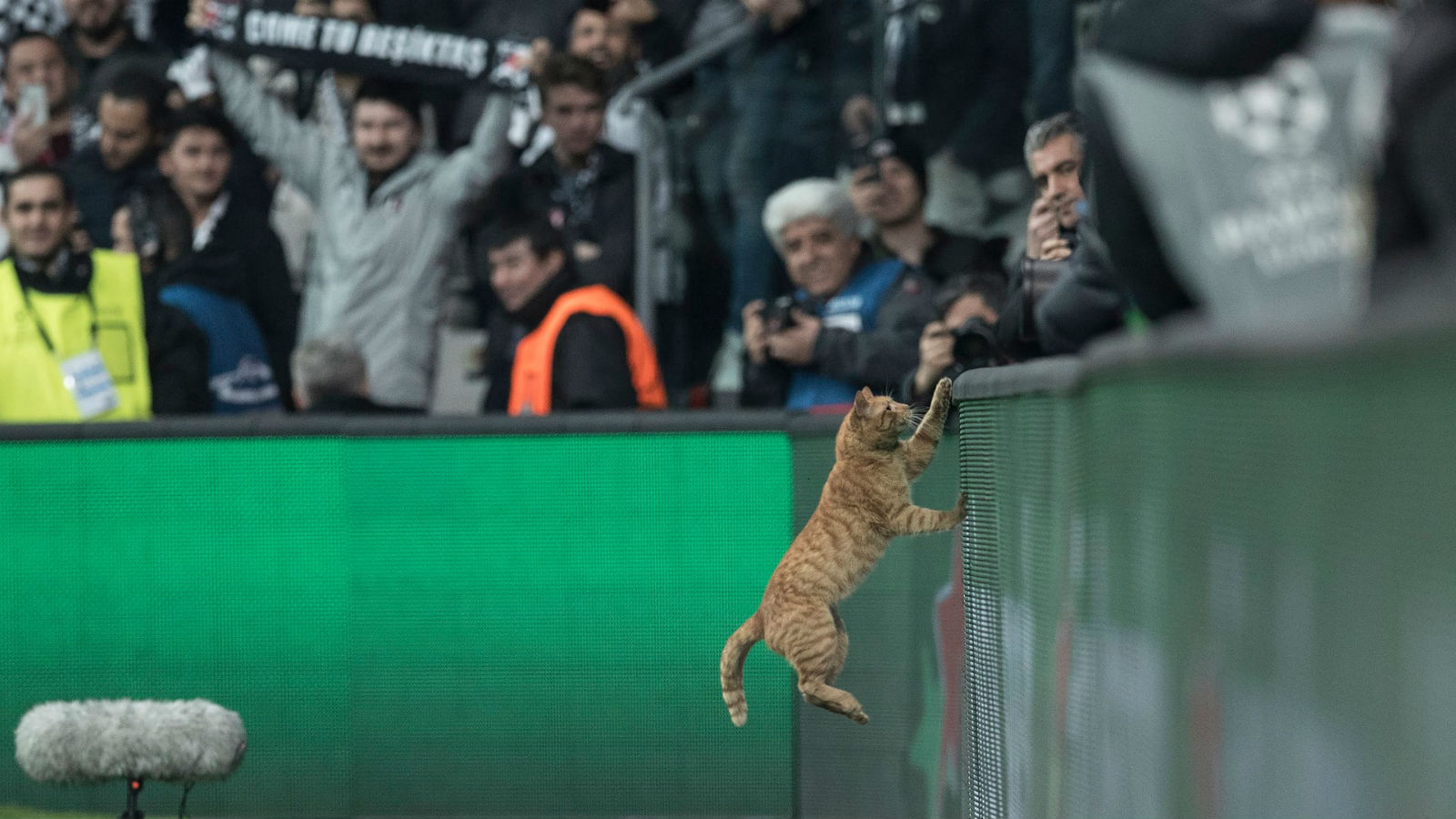 Ensina, Conmebol: Uefa indicia Besiktas por causa do gato em campo na Champions