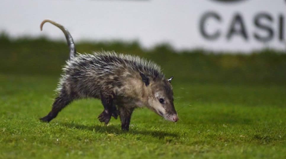 Um gamb&aacute; invadiu o gramado no M&eacute;xico, foi eleito o melhor em campo e j&aacute; recebeu sondagem do Bayern
