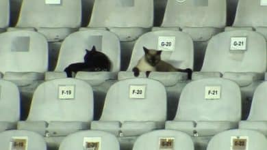 Santos tem solu&ccedil;&atilde;o incr&iacute;vel para gatos que escolheram a Vila Belmiro como lar