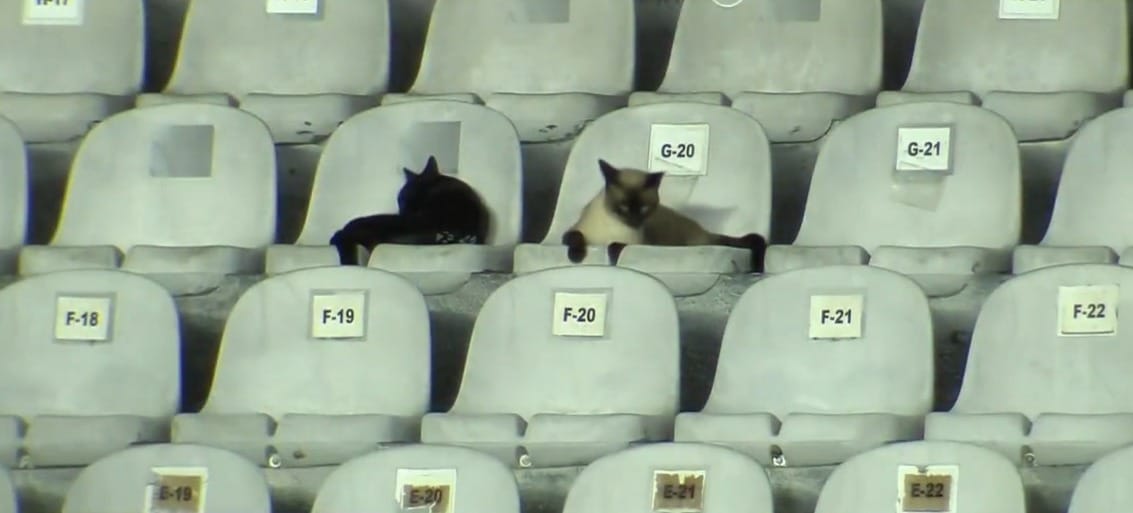 Santos tem solu&ccedil;&atilde;o incr&iacute;vel para gatos que escolheram a Vila Belmiro como lar