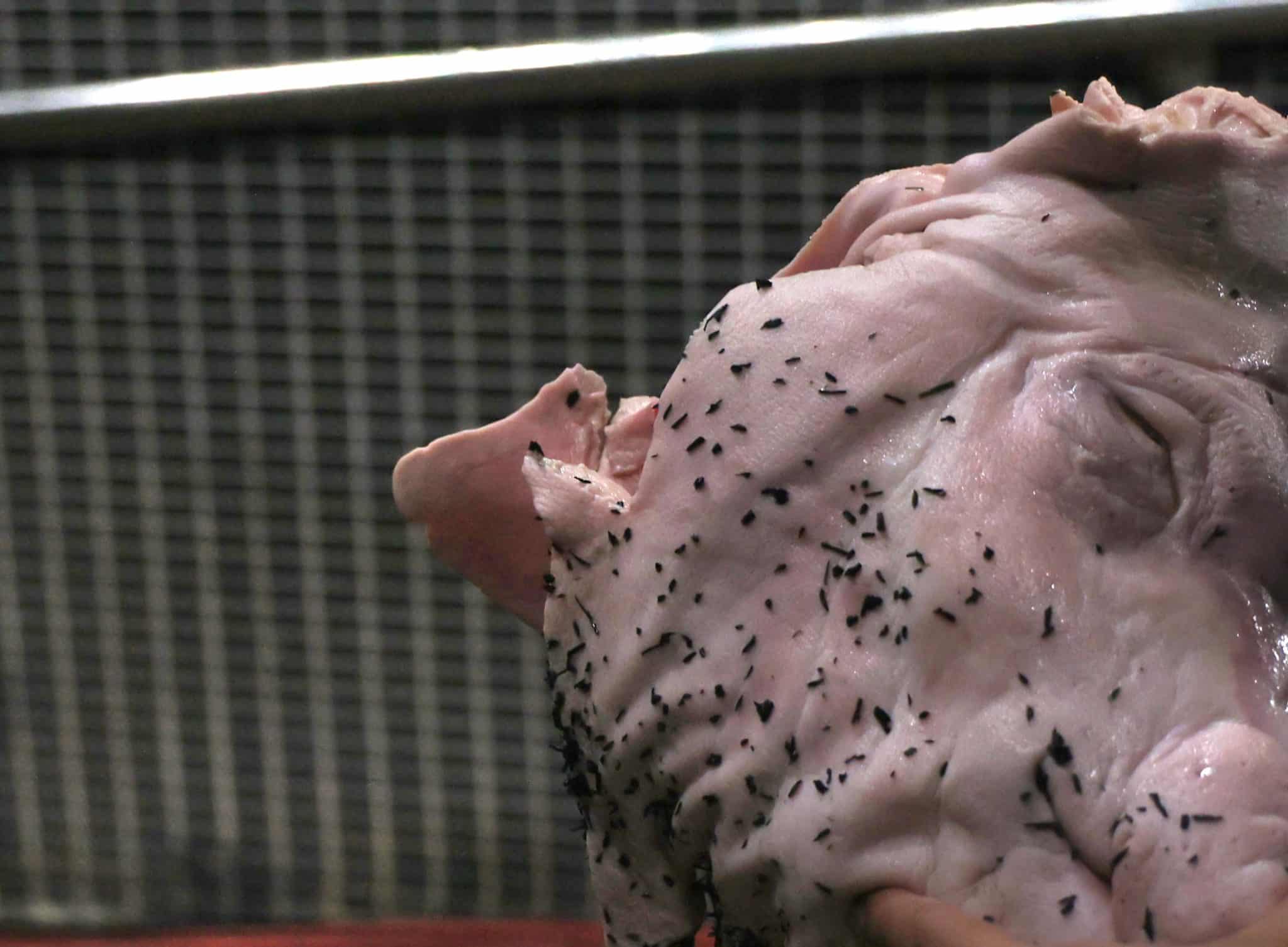 Corinthians x Palmeiras: Suspeitos por cabe&ccedil;a de porco rejeitam acordo e caso vai ao Minist&eacute;rio P&uacute;blico